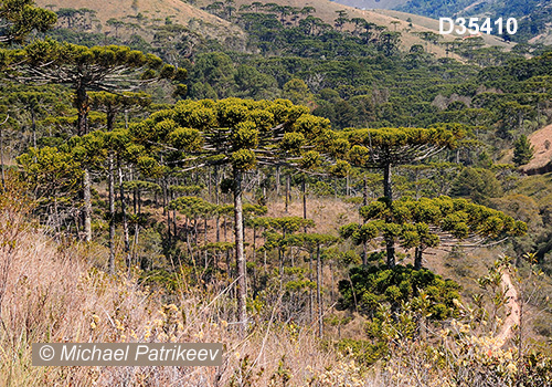 Candelabra Tree (Araucaria angustifolia)